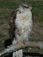 Image of: Buteo regalis (ferruginous hawk)