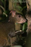 Dasyprocta punctata - Central American Agouti