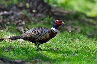 Image of: Phasianus colchicus (common pheasant)