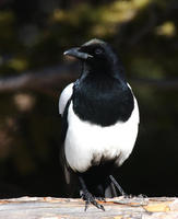 Image of: Pica pica (common magpie)