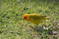 Image of: Sicalis flaveola (saffron finch)