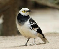 Image of: Sturnus nigricollis (black-collared starling)
