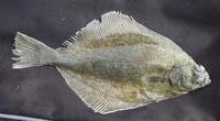 Glyptocephalus cynoglossus - Craig Fluke