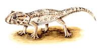 Image of: Teratoscincus scincus