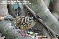 Bar-backed Partridge - Arborophila brunneopectus