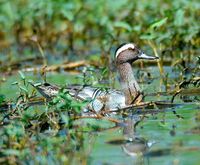 Garganey - Anas querquedula