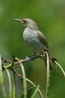 Brown Honeyeater