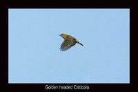 Golden Headed Cisticola