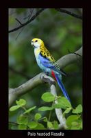 Pale-headed Rosella