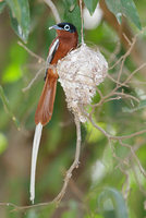 Madagascar Paradise-Flycatcher (Terpsiphone mutata) photo