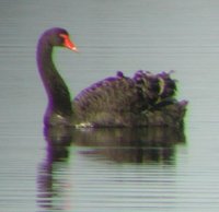 Black Swan - Cygnus atratus