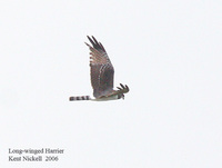 Long-winged Harrier - Circus buffoni