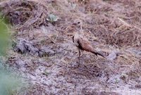 Australian Pratincole - Stiltia isabella