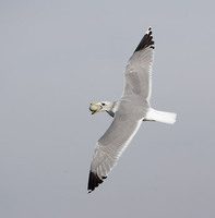 California Gull (Larus californicus) photo