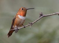 Rufous Hummingbird (Selasphorus rufus) photo