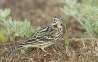 Red-throated Pipit (Anthus cervinus) photo