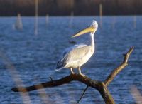 Dalmatian Pelican (Pelecanus crispus) photo