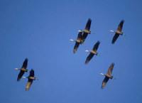 Hooded Crane (Grus monacha) photo