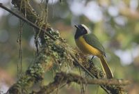 Green Jay (Cyanocorax yncas) photo