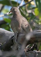 Common Ground-Dove - Columbina passerina