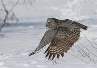 Great Gray Owl - Strix nebulosa