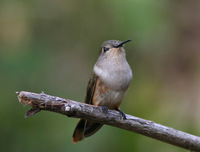 Bahama Woodstar - Calliphlox evelynae