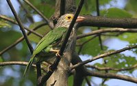 Lineated Barbet - Megalaima lineata