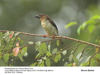 Brown Barbet - Calorhamphus fuliginosus