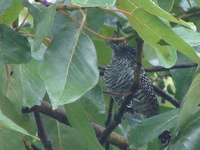 Bar-crested Antshrike - Thamnophilus multistriatus