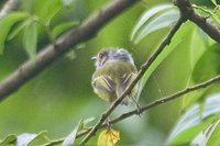 Eared Pygmy-Tyrant - Myiornis auricularis