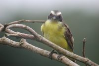 Social Flycatcher - Myiozetetes similis