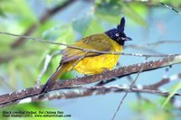 Black-crested Bulbul - Pycnonotus melanicterus