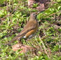 Eyebrowed Thrush - Turdus obscurus