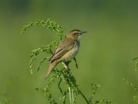 Sedge Warbler - Acrocephalus schoenobaenus