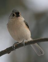 Tufted Titmouse - Baeolophus bicolor