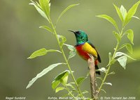 Regal Sunbird - Cinnyris regius