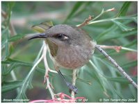 Brown Honeyeater - Lichmera indistincta