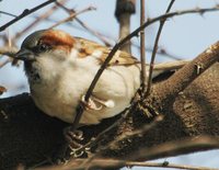 Sind Sparrow - Passer pyrrhonotus