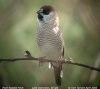 Plum-headed Finch - Neochmia modesta