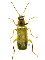 Cantharis vulcana - 붉은가슴병대벌레