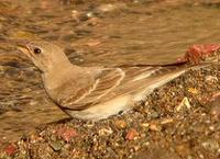 Pale Rock Sparrow