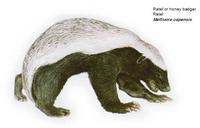 Ratel (Honey badger)