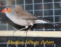 * Orange Cheek Waxbill