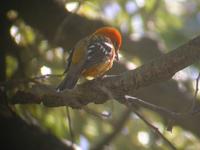 Flame-colored Tanager