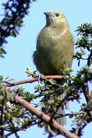 Celestino Olivaceo - Palm Tanager