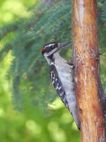 Hairy Woodpecker