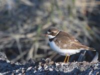 Semipalmated Plover