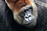 Lowland Gorilla (Gorilla gorilla) photo