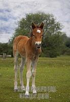New Forest Pony Foal , Stoney Cross , Hampshire , England stock photo