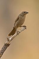Brown Headed Cowbird ( Molothrus ater ) Female , Gila National Forest , New Mexico stock photo